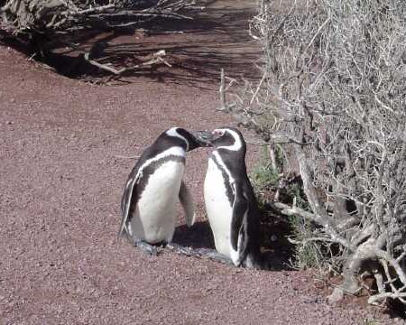 Walking with penguins